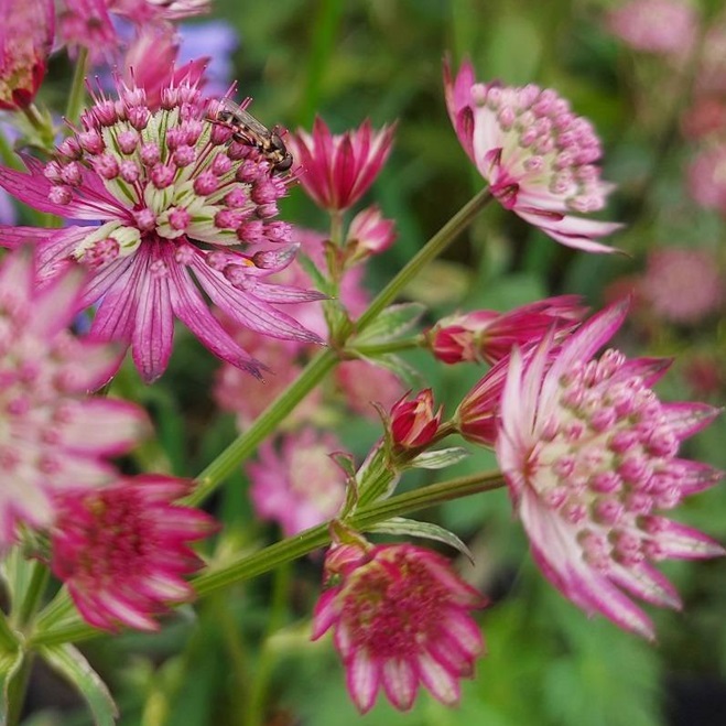 Astrantia pink flowers with butterfly